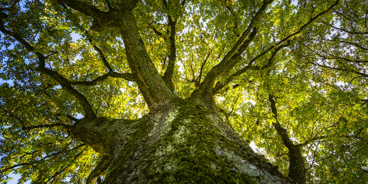 Baum im Wald