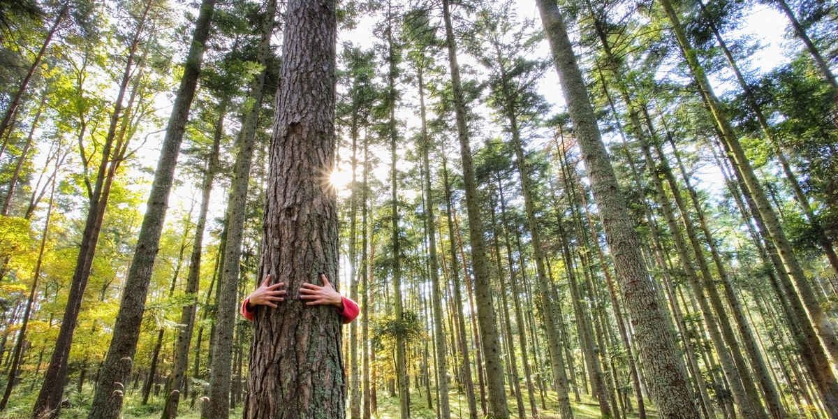 Person im Wald umarmt Baum